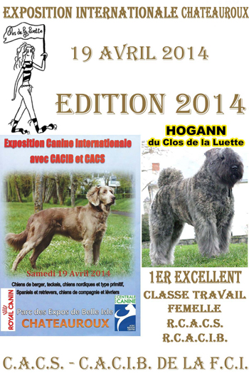 HOGANN du Clos de la Luette &copy; Elevage de Bouvier des Flandres du Clos de la Luette Copyright